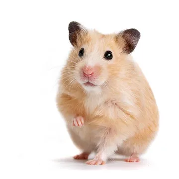 张强